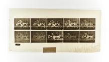 [Plate 701: negative for Animal Locomotion collotype]