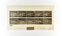 [Plate 702: negative for Animal Locomotion collotype]