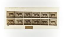 [Plate 706: negative for Animal Locomotion collotype]