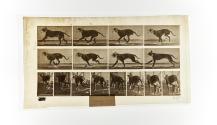 [Plate 707: negative for Animal Locomotion collotype]