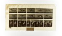 [Plate 708: negative for Animal Locomotion collotype]