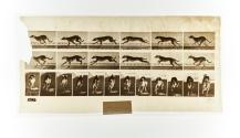 [Plate 709: negative for Animal Locomotion collotype]