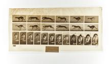 [Plate 710: negative for Animal Locomotion collotype]