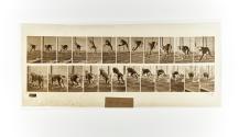 [Plate 712: negative for Animal Locomotion collotype]