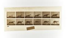 [Plate 714: negative for Animal Locomotion collotype]