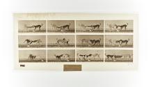 [Plate 715: negative for Animal Locomotion collotype]