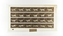 [Plate 716: negative for Animal Locomotion collotype]