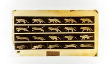[Plate 717: negative for Animal Locomotion collotype]