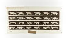 [Plate 718: negative for Animal Locomotion collotype]