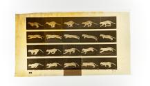[Plate 719: negative for Animal Locomotion collotype]
