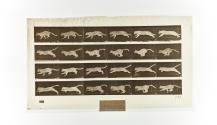 [Plate 720: negative for Animal Locomotion collotype]