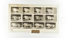 [Plate 722: negative for Animal Locomotion collotype]