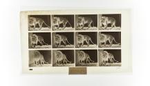 [Plate 723: negative for Animal Locomotion collotype]