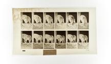 [Plate 724: negative for Animal Locomotion collotype]