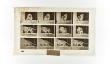 [Plate 725: negative for Animal Locomotion collotype]