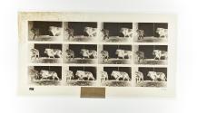 [Plate 726: negative for Animal Locomotion collotype]
