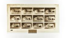 [Plate 727: negative for Animal Locomotion collotype]