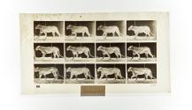 [Plate 728: negative for Animal Locomotion collotype]