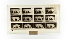 [Plate 729: negative for Animal Locomotion collotype]