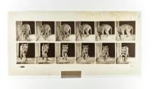 [Plate 730: negative for Animal Locomotion collotype]