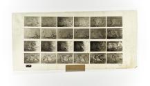 [Plate 731: negative for Animal Locomotion collotype]