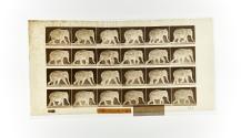 [Plate 733: negative for Animal Locomotion collotype]