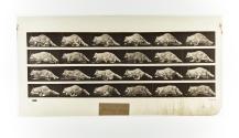 [Plate 744: negative for Animal Locomotion collotype]