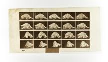 [Plate 745: negative for Animal Locomotion collotype]