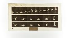 [Plate 755: negative for Animal Locomotion collotype]