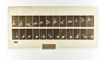 [Plate 756: negative for Animal Locomotion collotype]