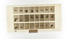 [Plate 758: negative for Animal Locomotion collotype]