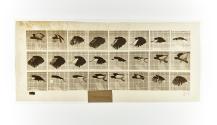 [Plate 759: negative for Animal Locomotion collotype]