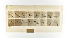 [Plate 761: negative for Animal Locomotion collotype]