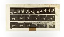 [Plate 767: negative for Animal Locomotion collotype]