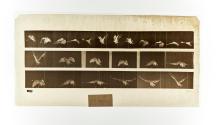 [Plate 768: negative for Animal Locomotion collotype]