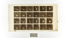 [Plate 771: negative for Animal Locomotion collotype]