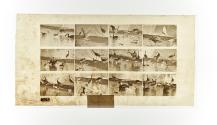 [Plate 780: negative for Animal Locomotion collotype]