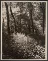 Modernist study of landscape with sunlit foliage and trees