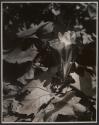 Modernist study of crocuses in autumn