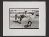 Man pulling cow, South Vietnam