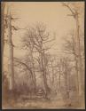 [Figure walking on path in forest]