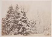 [Snow covered trees]