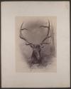 [Head of a mountain elk]