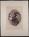 [Head of a mountain sheep]