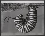 [Milkweed caterpillar changing from larval to pupal stage]