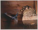 Barn Swallow