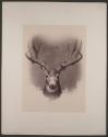 [Head of a deer]