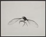 Cicada