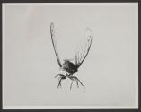 Cicada
