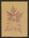 [Botanical specimens]